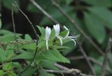 genus Lonicera