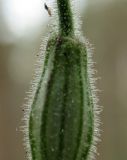 Image of taxon representative. Author is Василий Гелюта