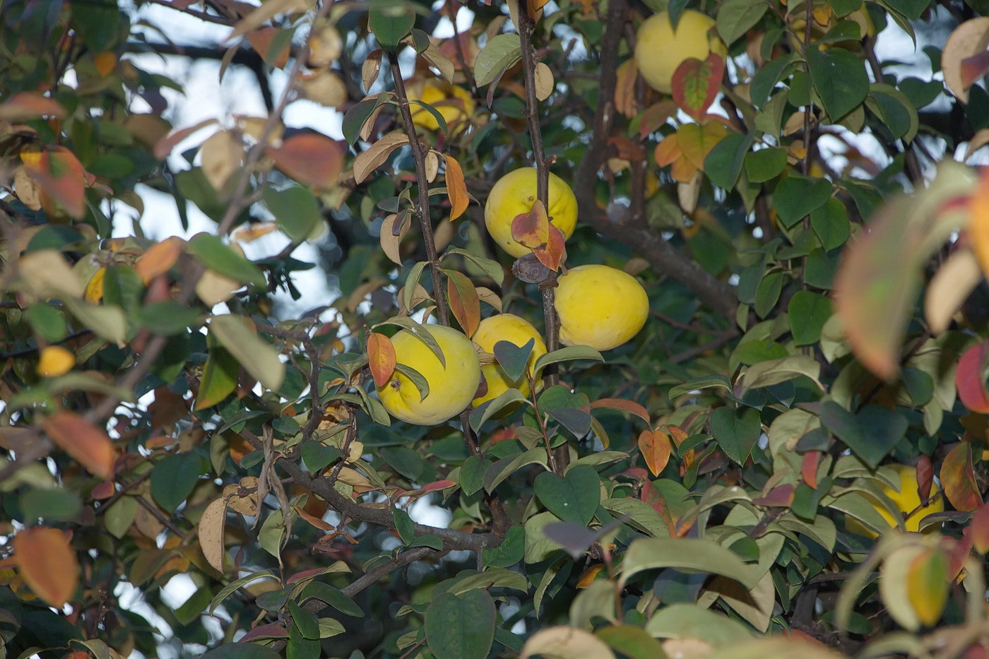 Изображение особи Pseudocydonia sinensis.