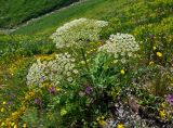 Heracleum leskovii. Цветущее растение. Абхазия, Рицинский реликтовый национальный парк, долина р. Аджарра, ≈ 2100 м н.у.м., субальпийский луг. 12.07.2017.