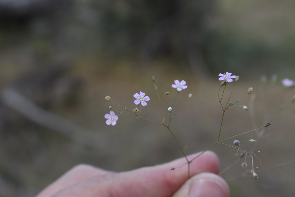 Изображение особи Psammophiliella muralis.