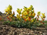 Corydalis sewerzowii