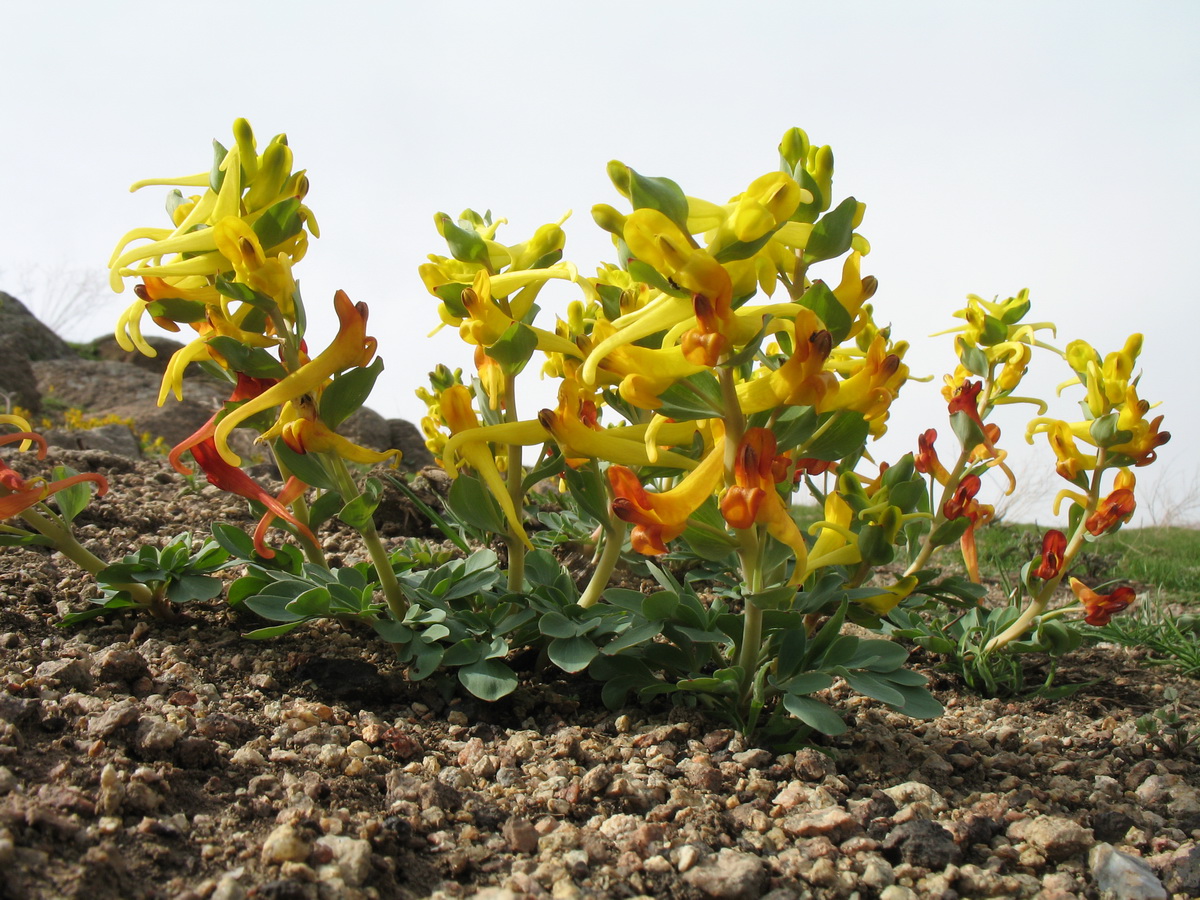 Изображение особи Corydalis sewerzowii.