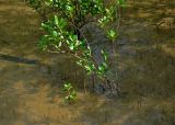 Avicennia marina. Молодое растение на мелководье во время прилива (вокруг в воде видны дыхательные корни). Малайзия, о-в Калимантан, национальный парк Бако, мангровый лес. 08.05.2017.