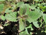 Clinopodium vulgare