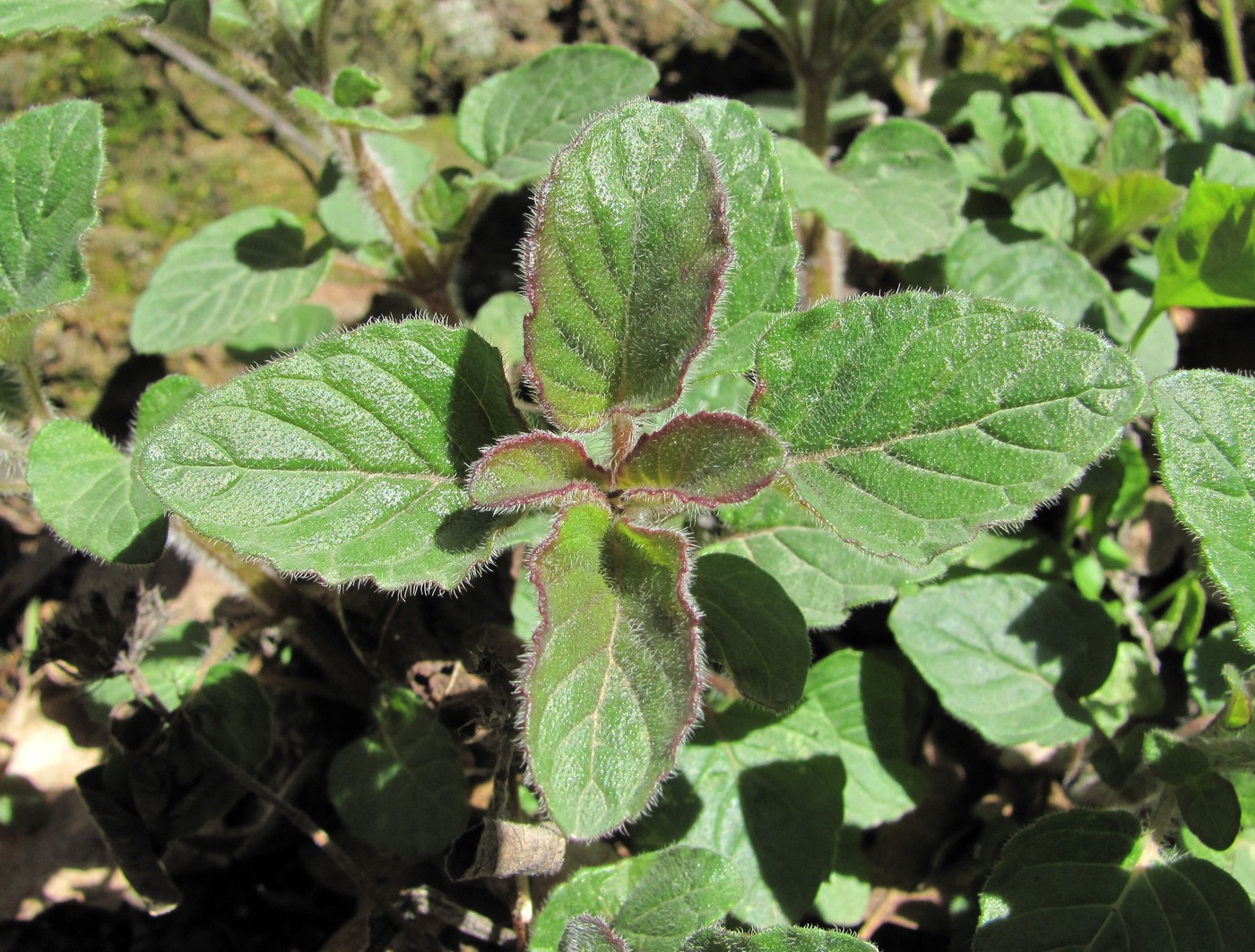 Image of Clinopodium vulgare specimen.