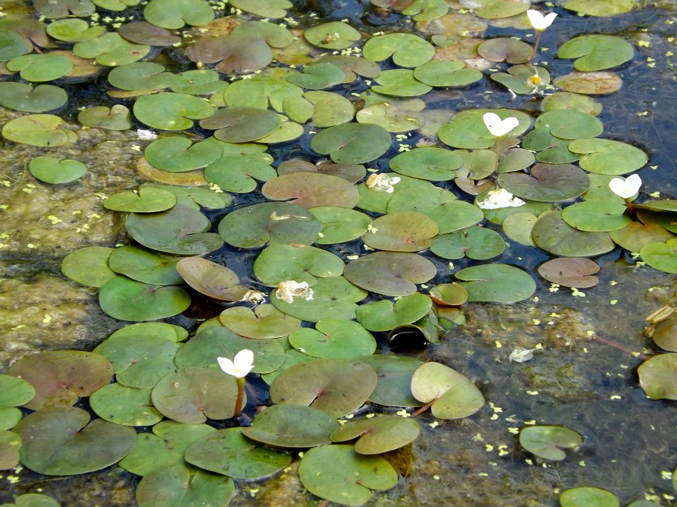 Image of Hydrocharis morsus-ranae specimen.