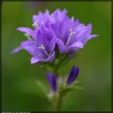 Campanula glomerata
