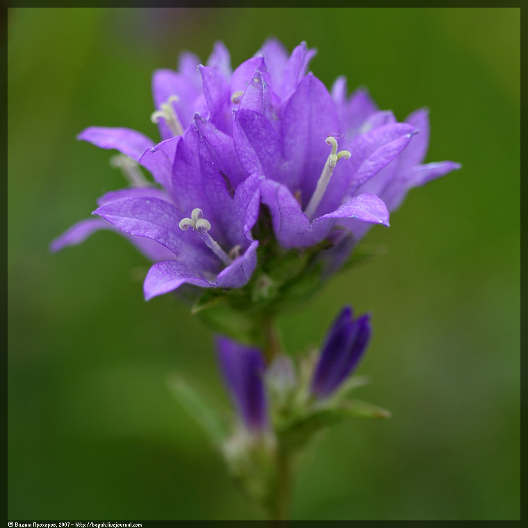 Image of Campanula glomerata specimen.