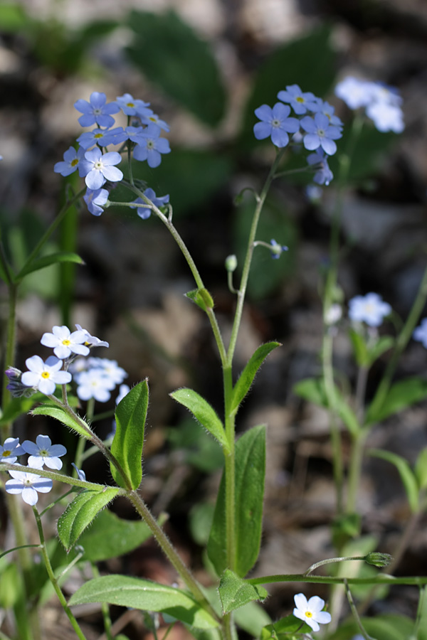 Изображение особи Myosotis amoena.