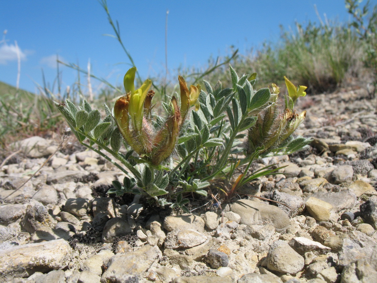 Изображение особи род Astragalus.