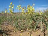 Linaria dolichoceras. Цветущие растения. Казахстан, Южное Прибалхашье, пустыня Таукум, барханные полузакрепленные пески. 2 мая 2018 г.