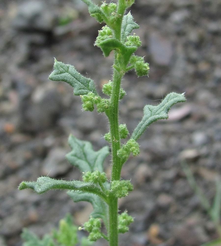 Image of Dysphania botrys specimen.