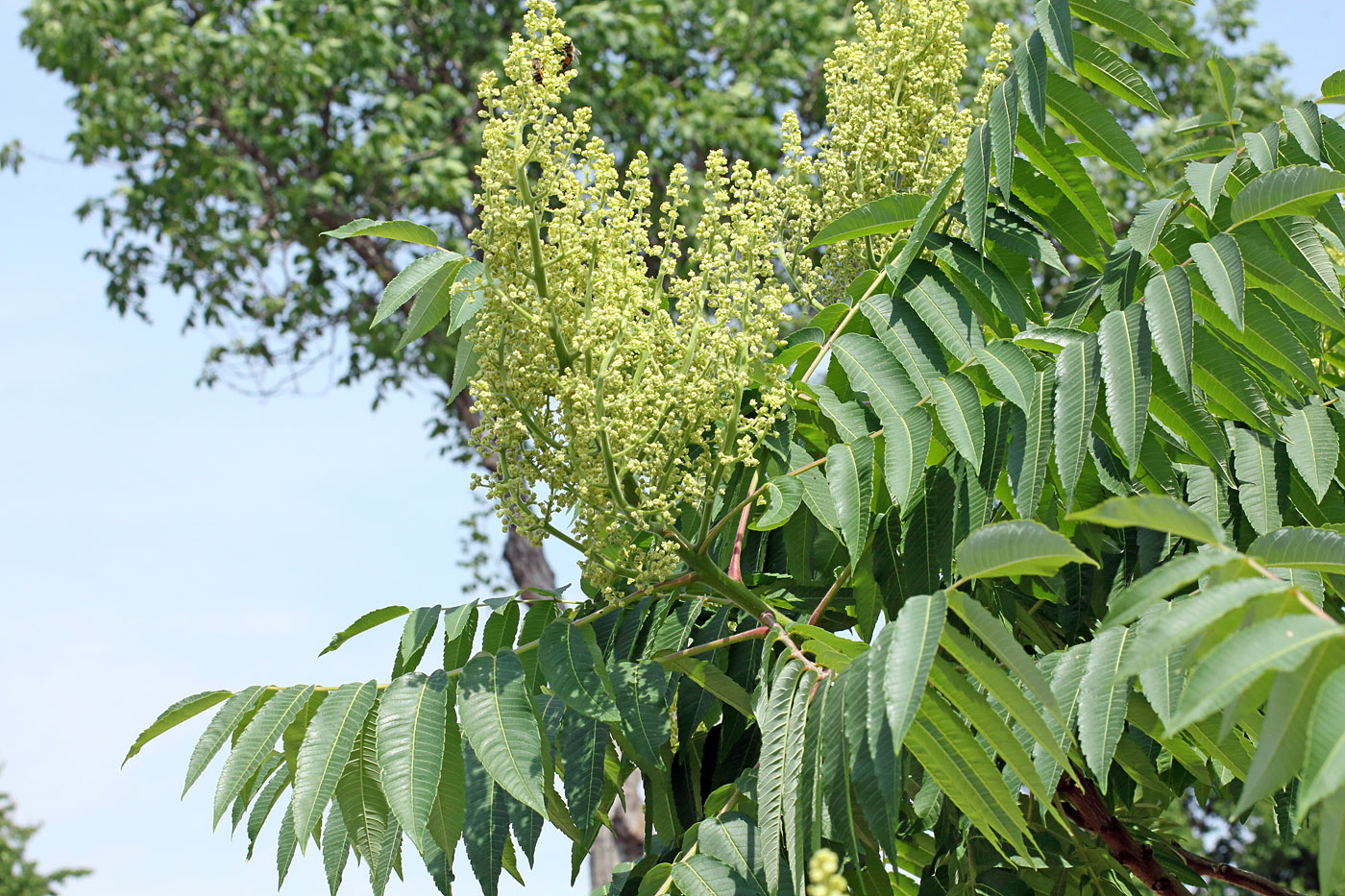 Изображение особи Rhus glabra.