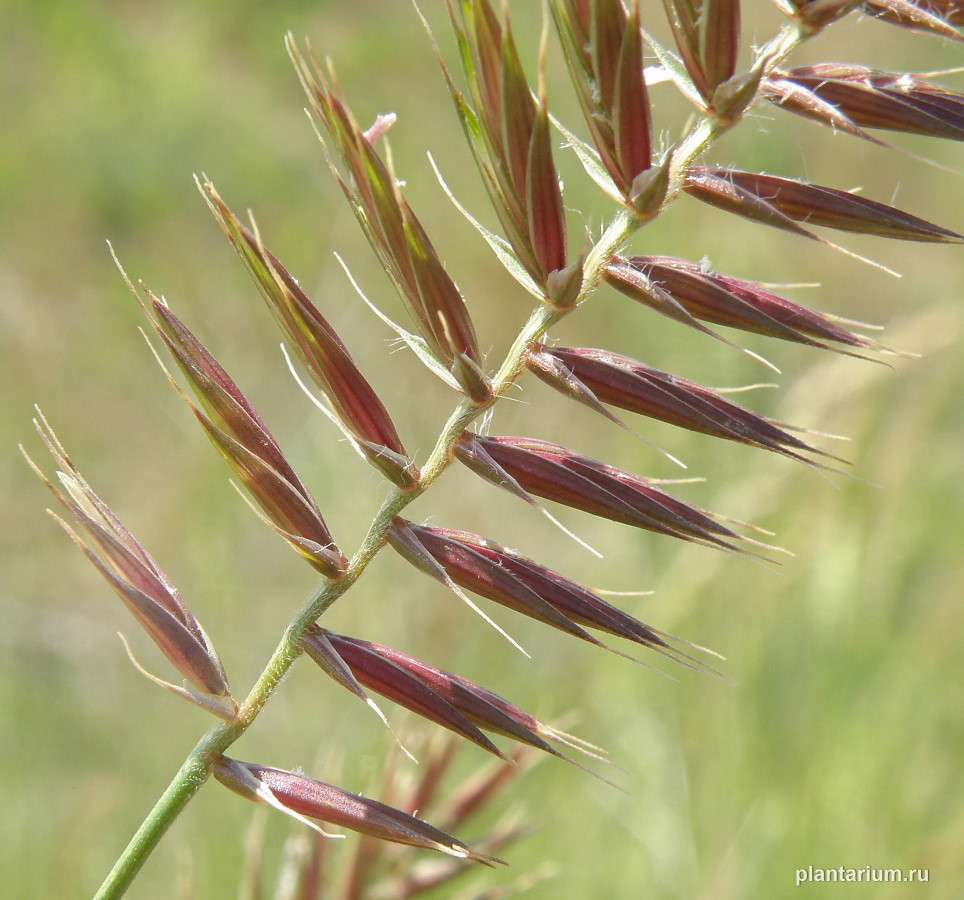 Изображение особи Agropyron pectinatum.