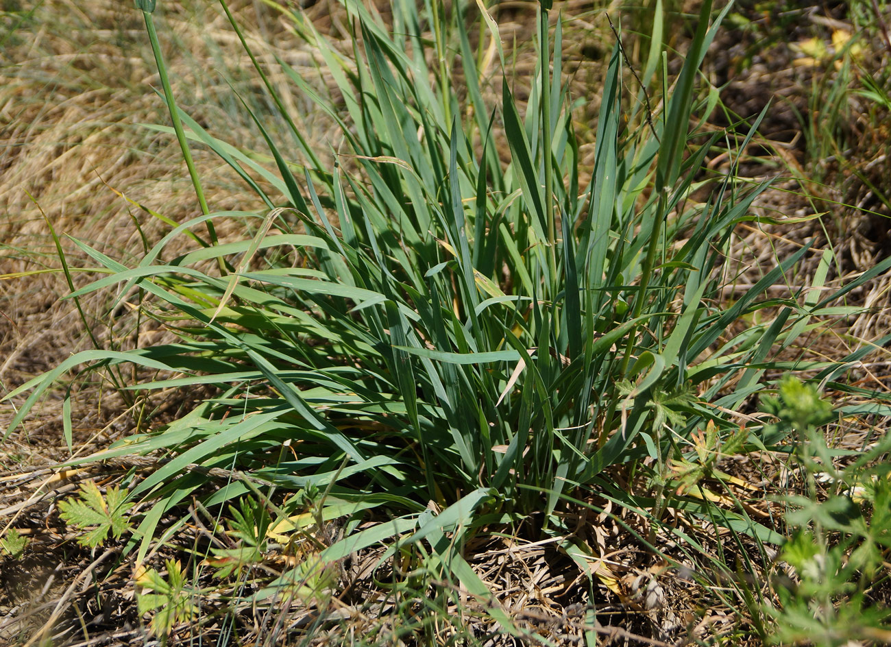 Image of Phleum phleoides specimen.