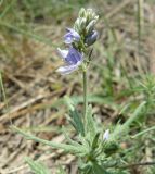 Veronica jacquinii