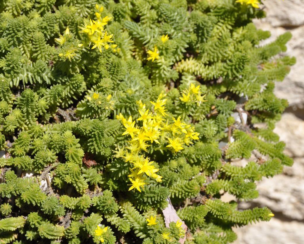 Image of Sedum sexangulare specimen.