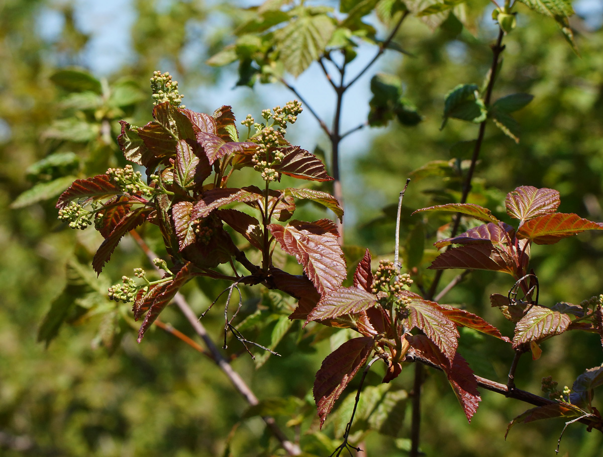 Image of Acer tataricum specimen.