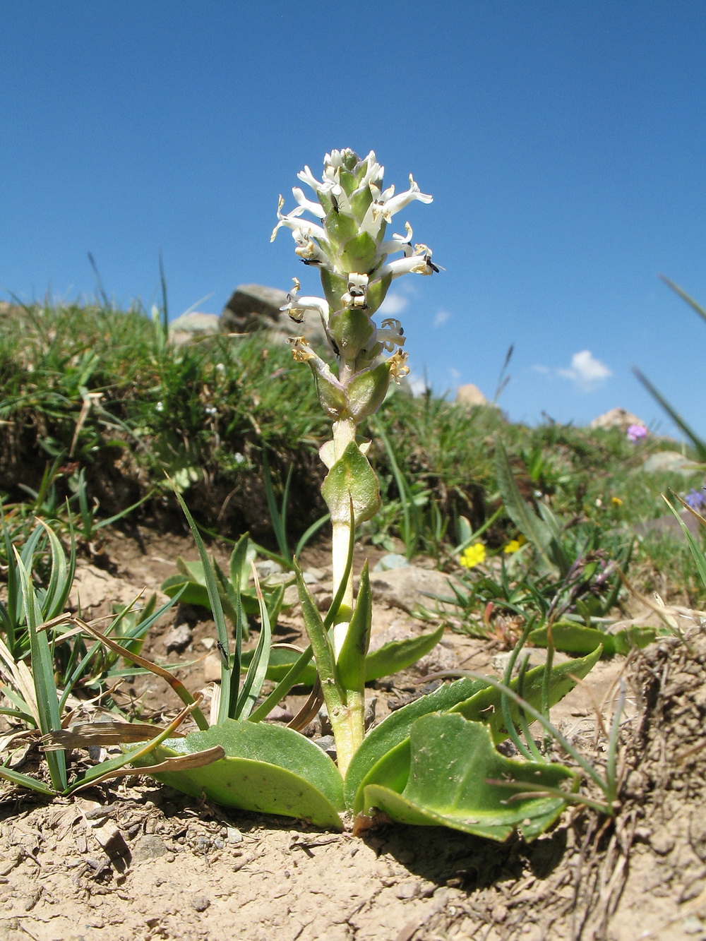 Изображение особи Lagotis integrifolia.