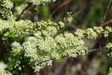 Spiraea hypericifolia