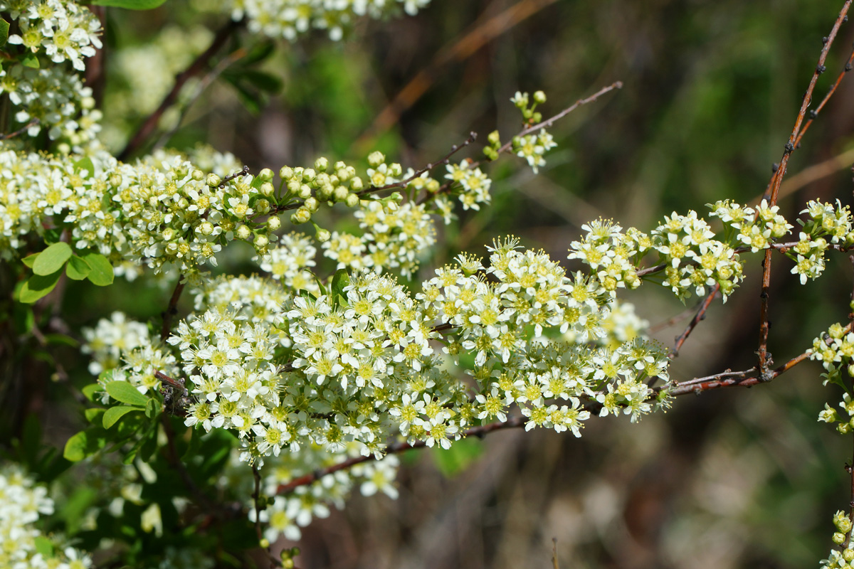 Изображение особи Spiraea hypericifolia.