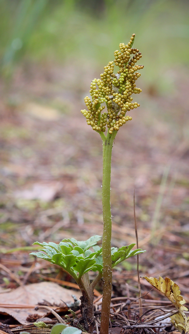Image of Botrychium multifidum specimen.