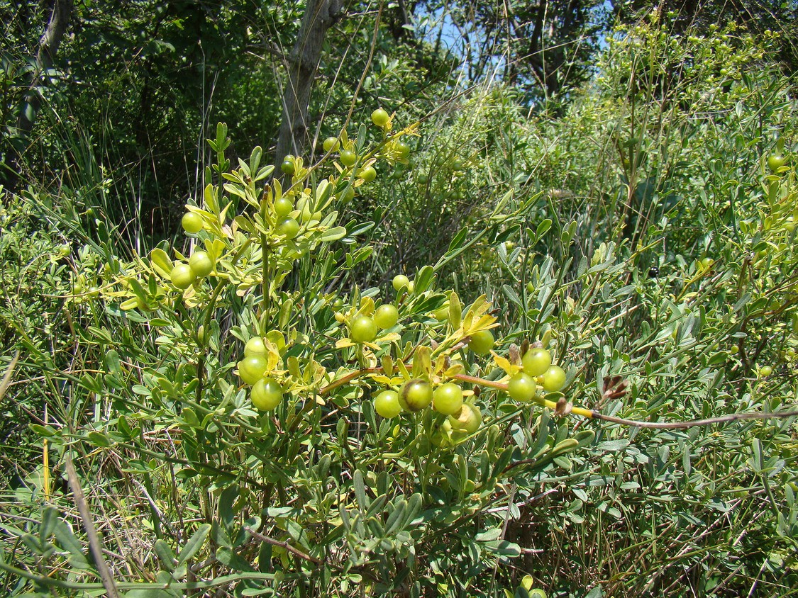 Image of Jasminum fruticans specimen.