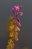 Polygala cretacea. Соцветие. Воронежская обл., Подгоренский р-н, окр. с. Белогорье, осыпь меловой горы. 19.08.2018.