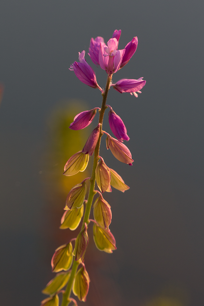 Изображение особи Polygala cretacea.