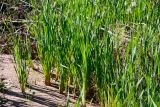 genus Typha