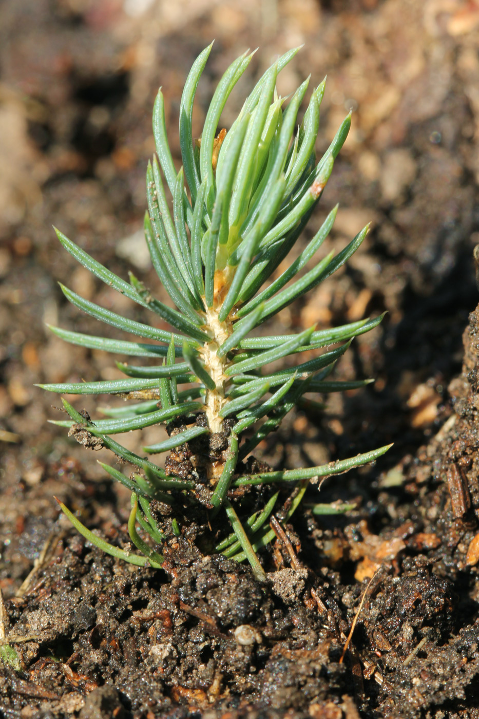 Image of Picea pungens f. glauca specimen.