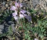 Astragalus alpinus