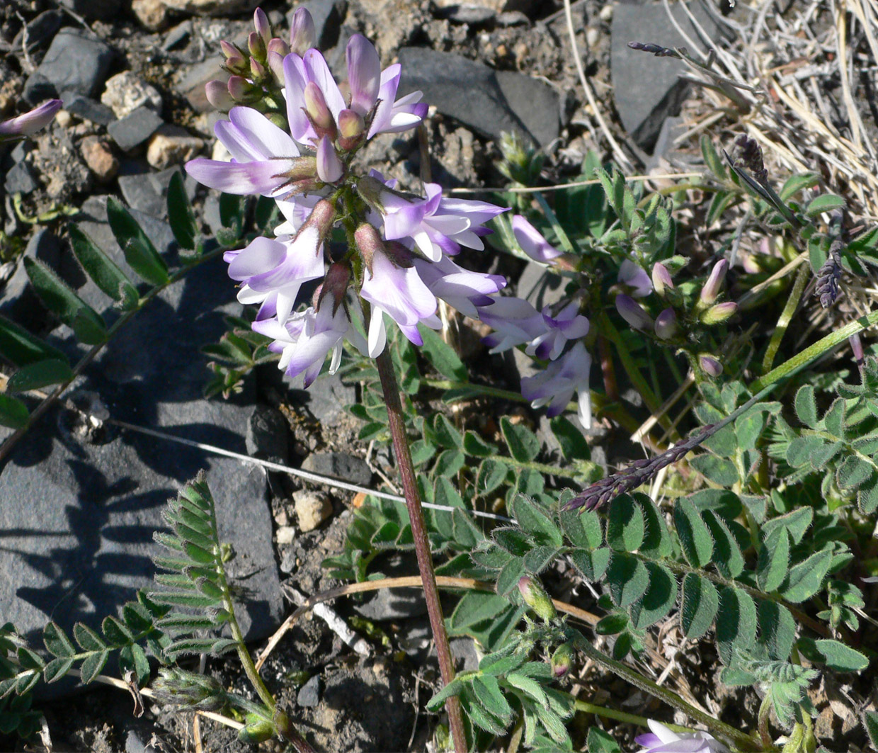 Image of Astragalus alpinus specimen.