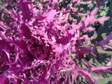 Brassica oleracea разновидность viridis. Середина розетки листьев. Тверская обл., г. Тверь, Городской сад, клумба, в культуре. 16 октября 2018 г.