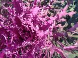 Brassica oleracea variety viridis. Середина розетки листьев. Тверская обл., г. Тверь, Городской сад, клумба, в культуре. 16 октября 2018 г.