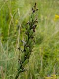 Dactylorhiza majalis. Соплодие. Украина, Ивано-Франковская обл., Болеховский горсовет, Поляницкий сельсовет, Поляницкий региональный ландшафтный парк, сенокосный луг на склоне горы. 22.07.2018.