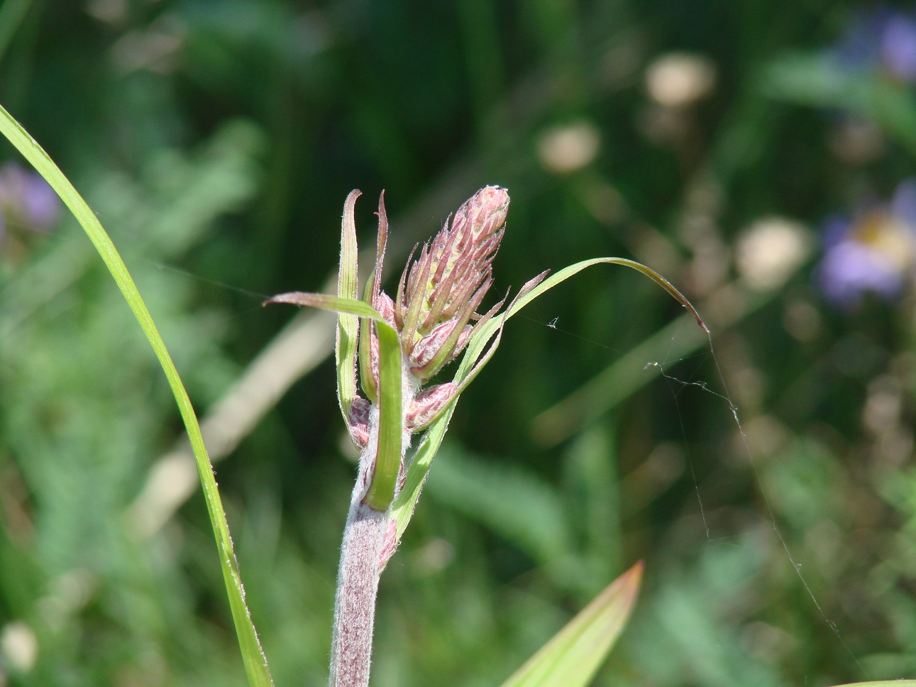 Изображение особи Veratrum nigrum.