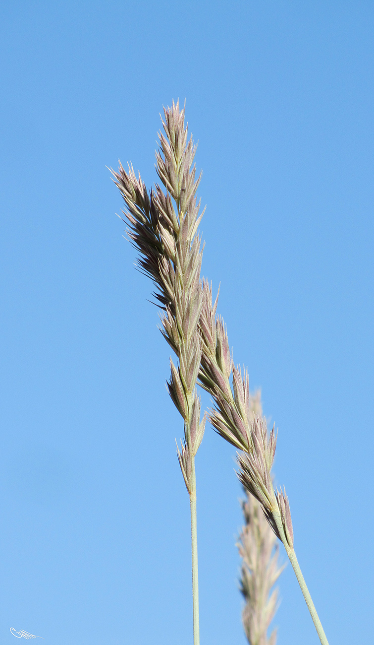 Image of Leymus pubescens specimen.
