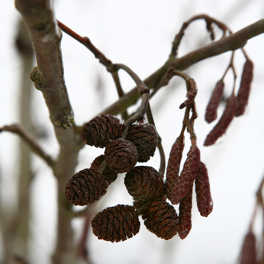 Image of Alnus incana specimen.