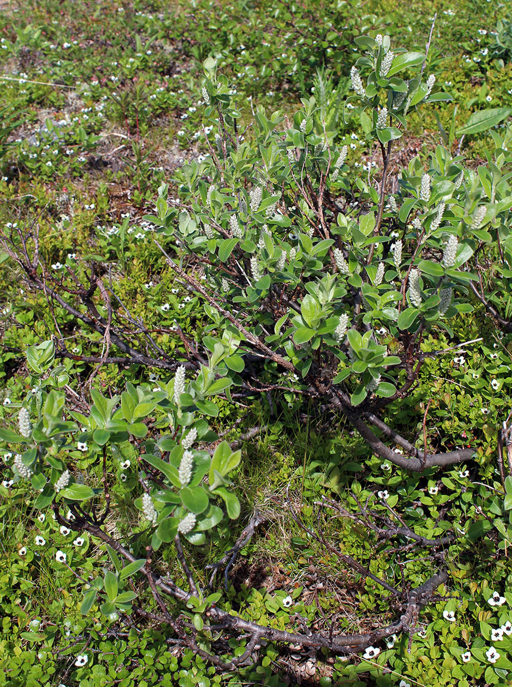 Изображение особи Salix glauca.