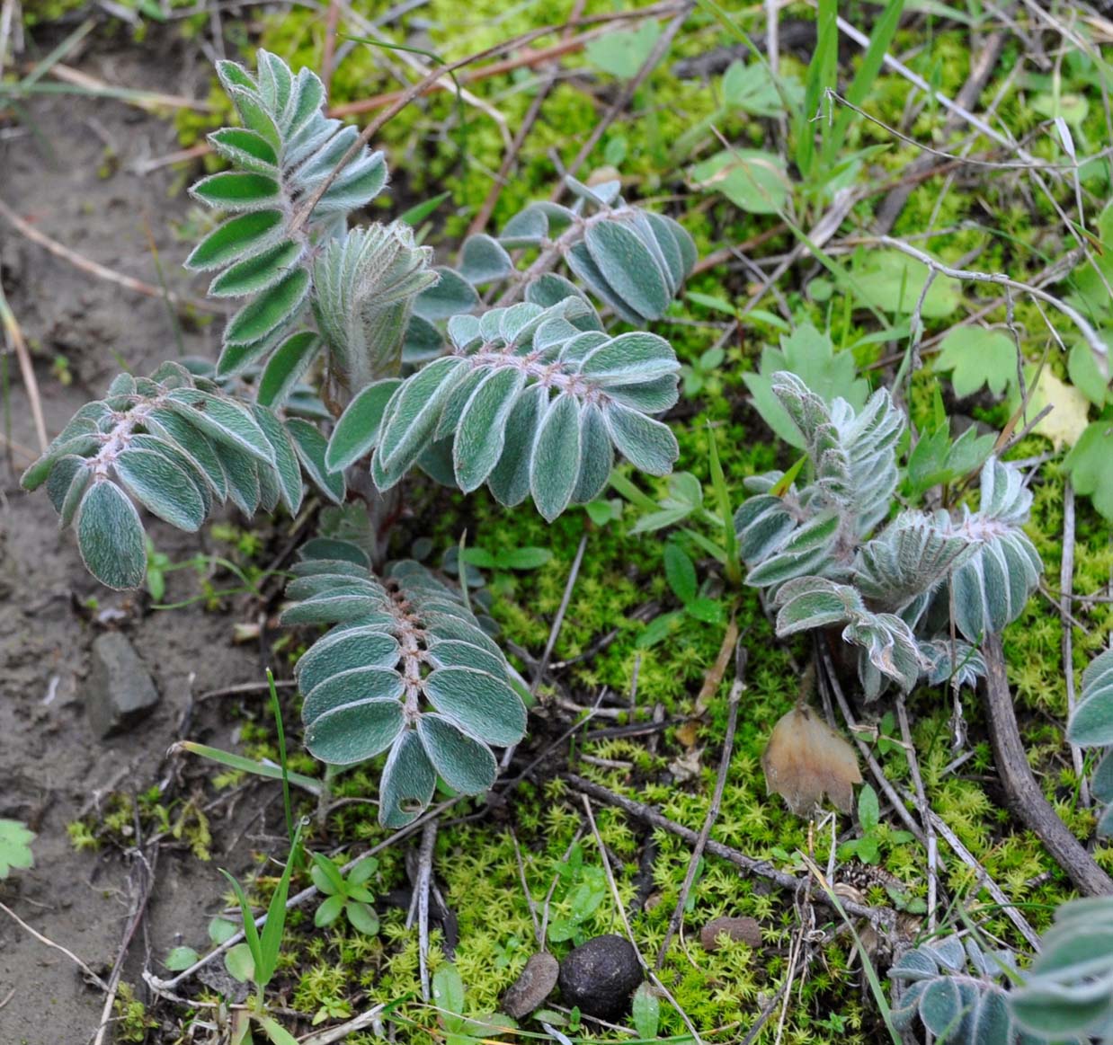 Изображение особи Erophaca baetica ssp. orientalis.