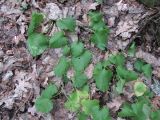 Doronicum orientale