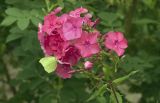 Phlox paniculata
