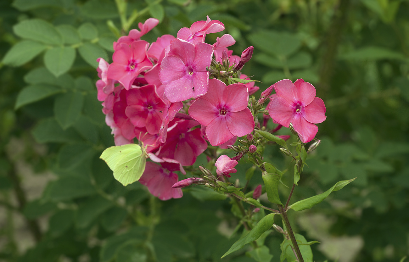 Изображение особи Phlox paniculata.