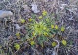 Chamaesciadium acaule. Отцветшее растение. Грузия, край Самцхе-Джавахети, Аспиндзский муниципалитет, вост. подножие горы Патара-Абули, ≈ 2100 м н.у.м. 17.10.2018.