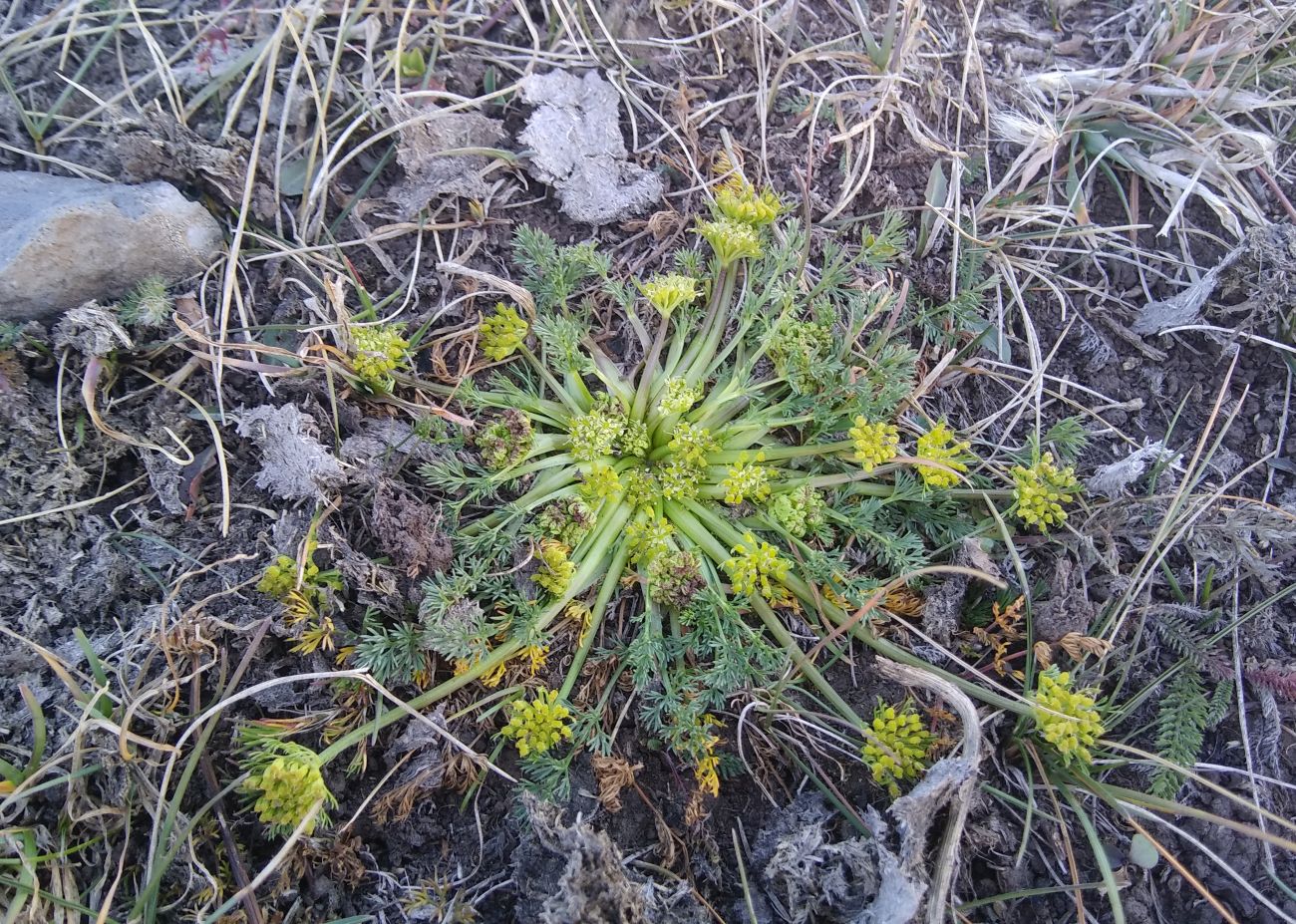 Image of Chamaesciadium acaule specimen.