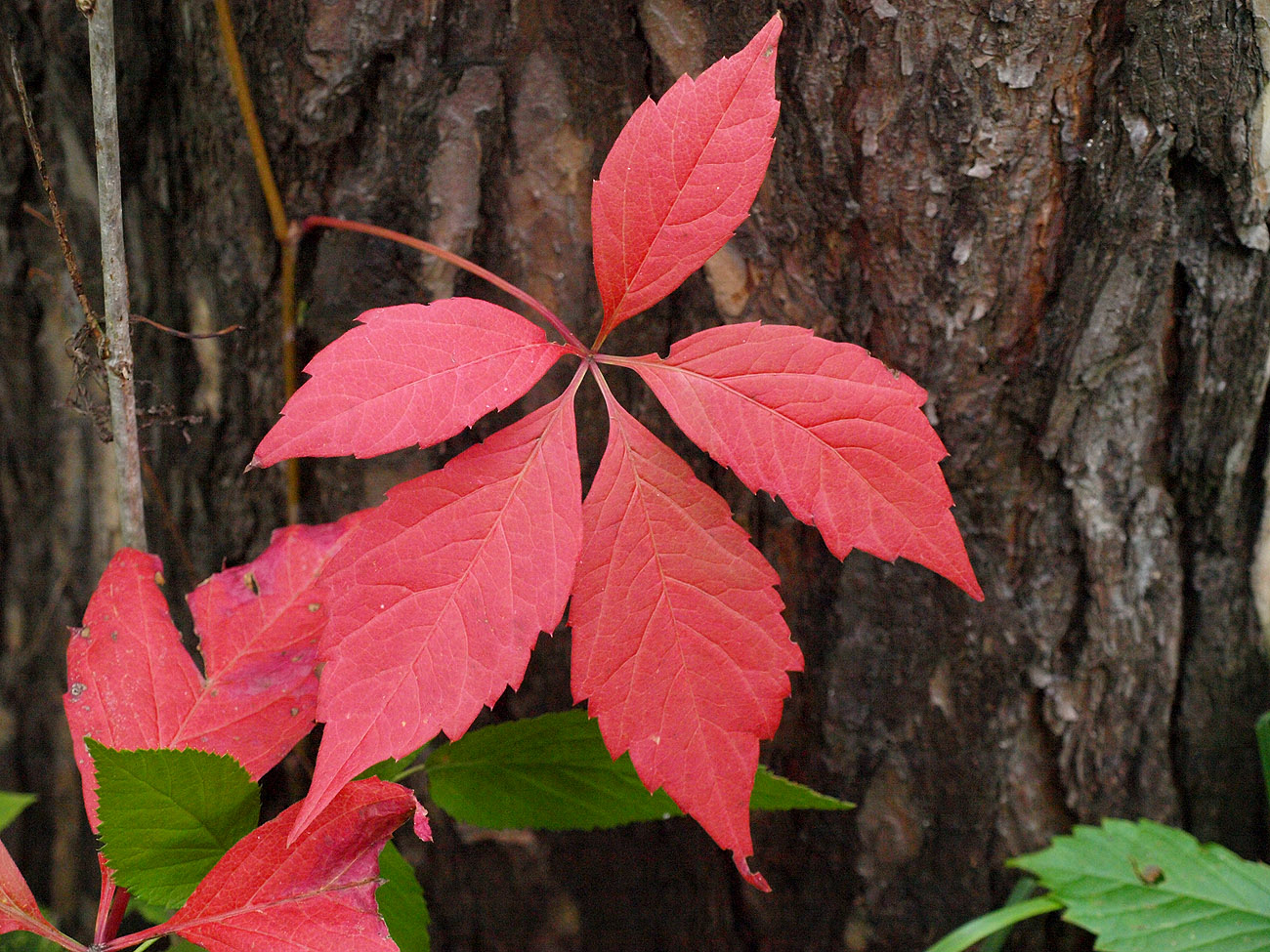 Image of Parthenocissus inserta specimen.