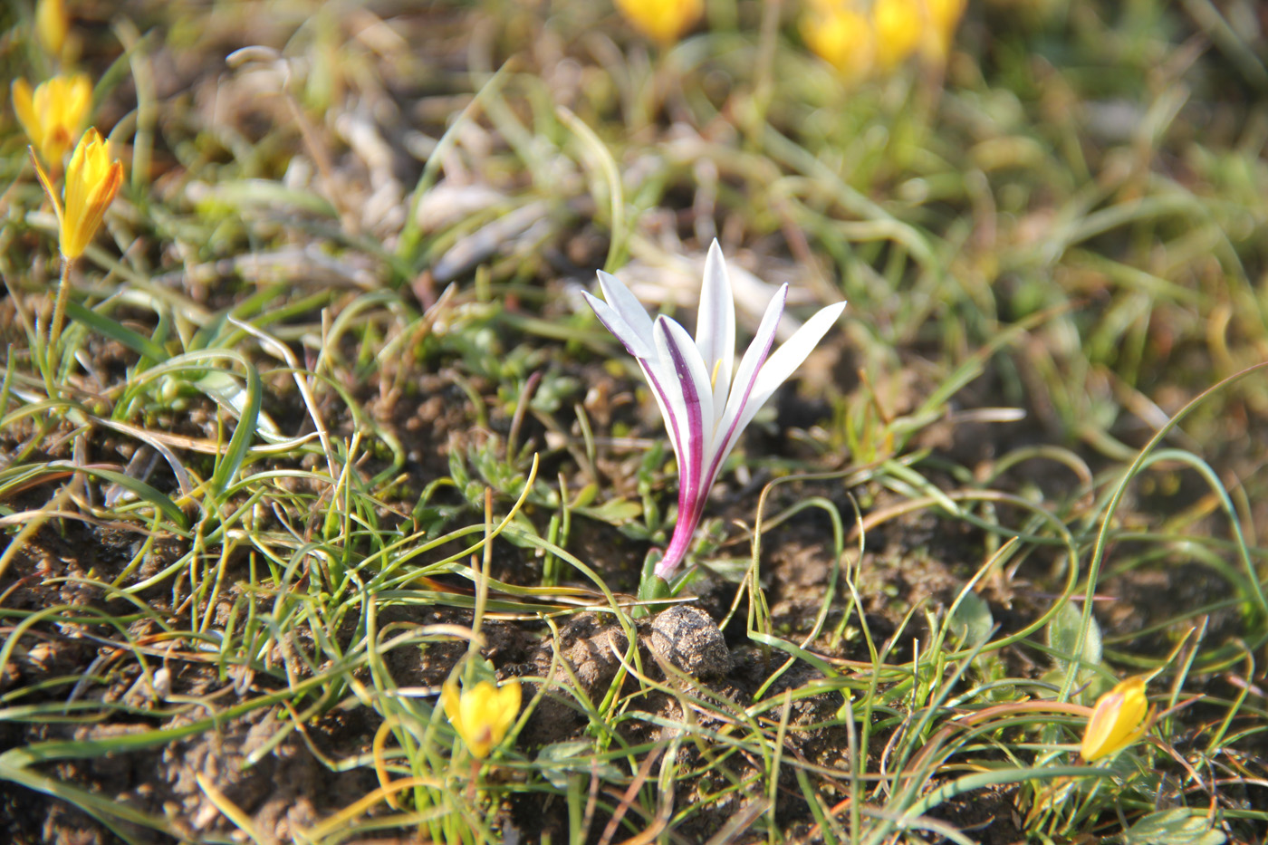 Изображение особи Colchicum kesselringii.