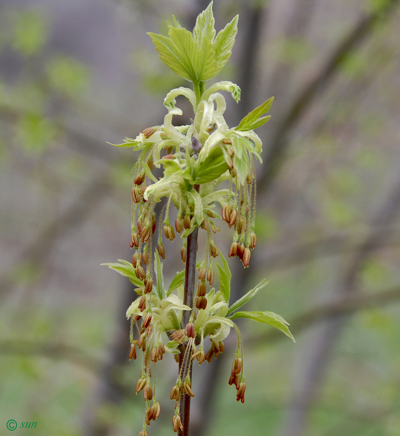 Image of Acer negundo specimen.